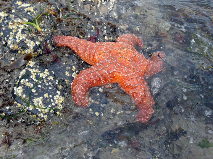 Beautiful orange starfish in a tidepool on the Oregon Coast.