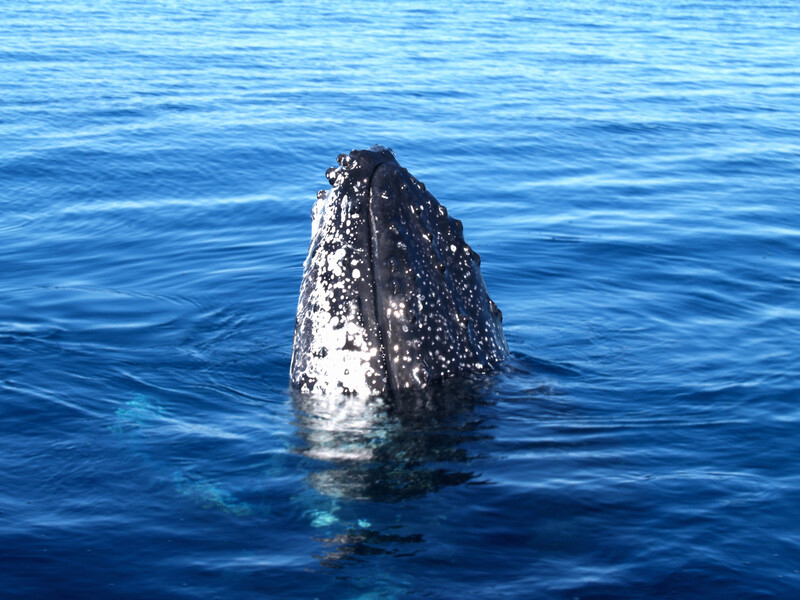 Gray whale spyhopping in beautiful blue ocean waters.