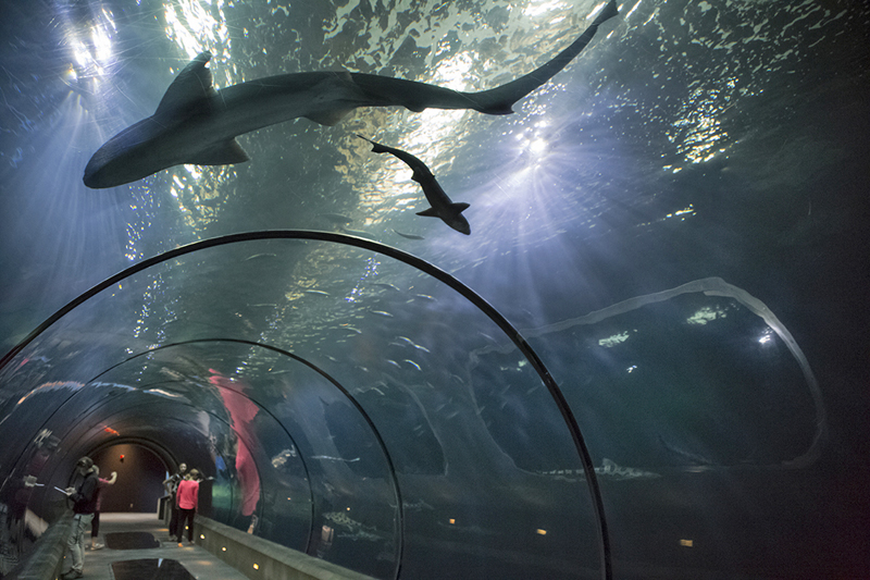 Sharks swimming overhead at the Oregon Coast Aquarium.