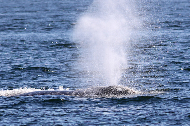Close up view of gray whale spouting a huge spray of water.