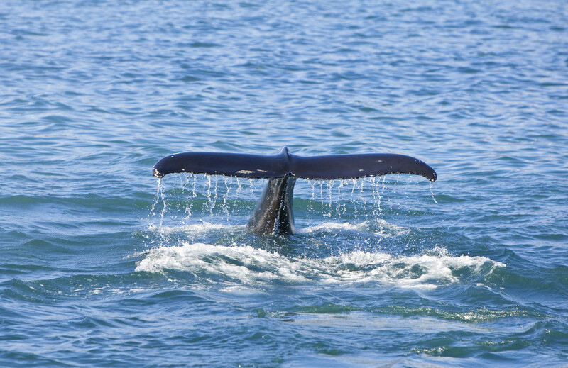 Whales tale exposed while diving downward.