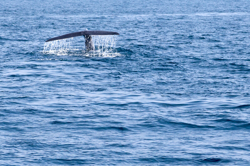 Gray whale fluke with water trailng from the back view.
