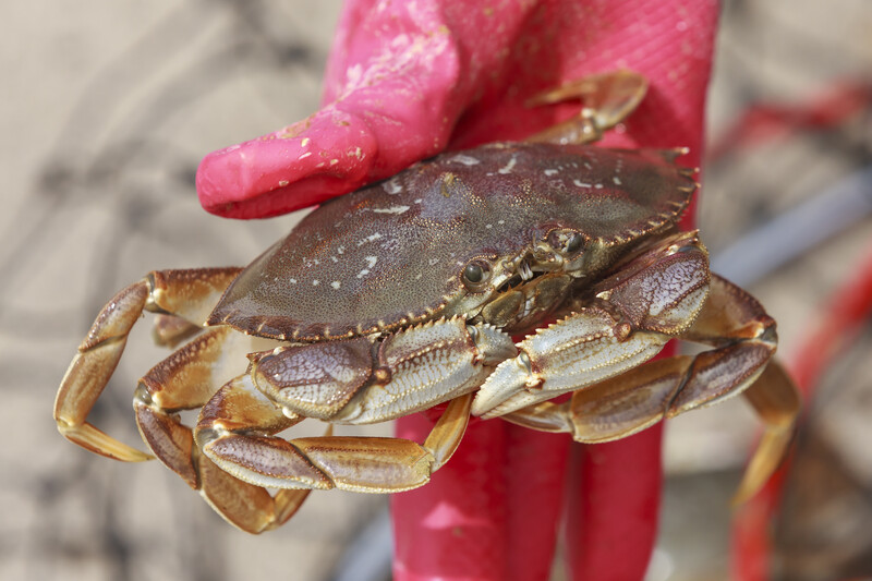 Small Oregon crab held with a red glove.