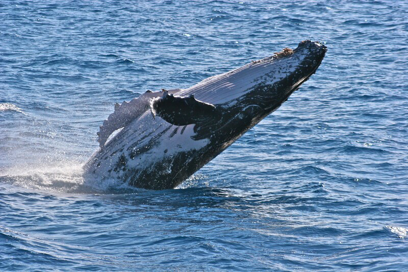 Gray whale breaching