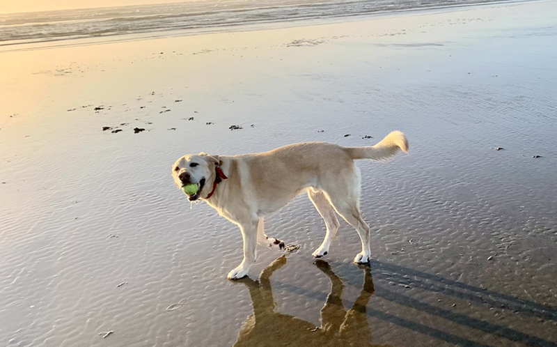 Yellow lab with a tennis ball on the beach at sunset.