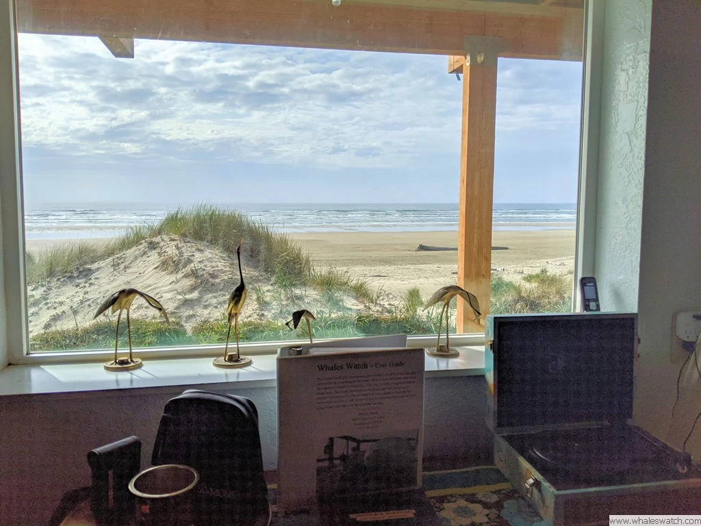 Whales Watch — photo 3