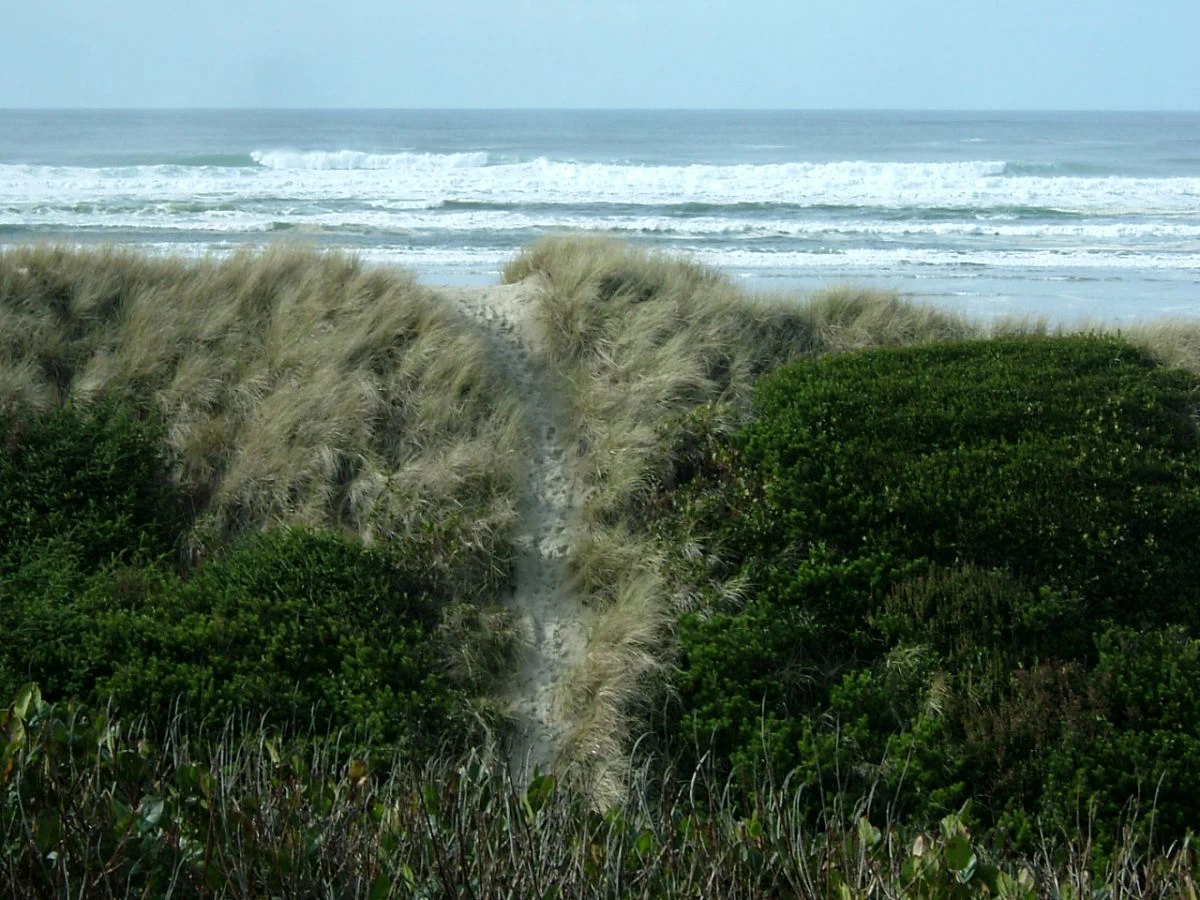 Seaweed — photo 2